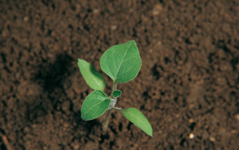 Managu Seedling